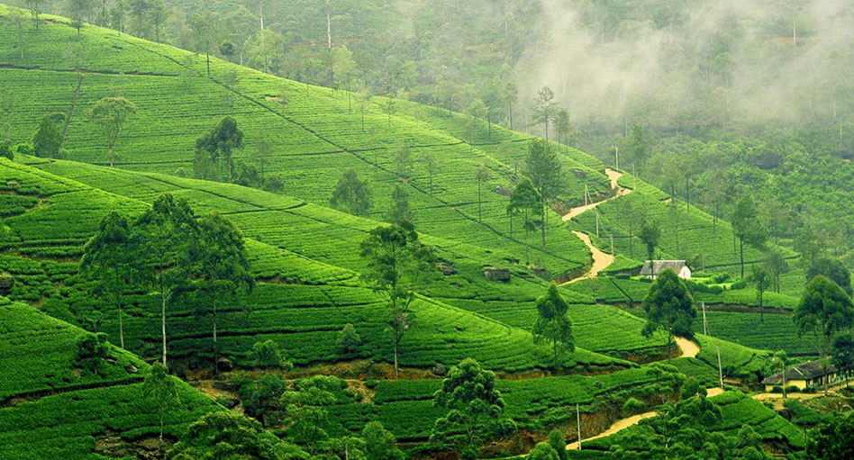 Tea Country Panoramic Day