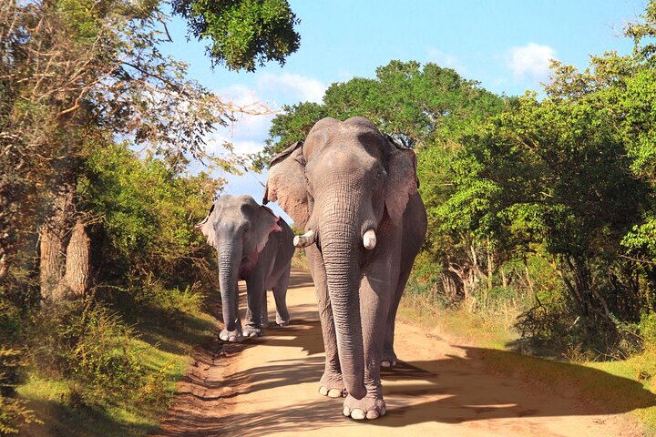 Day 3, 4 & 5 - Yala