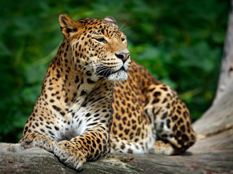 Leopard in Sri Lanka